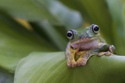 Close-up of frog on leaf