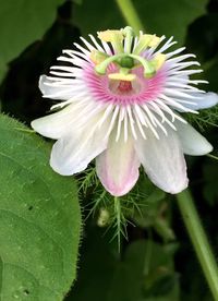 Close-up of pink flower blooming outdoors