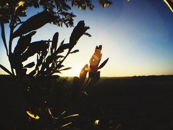 Silhouette horse against trees during sunset