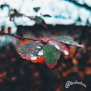 Close-up of frozen plant during winter