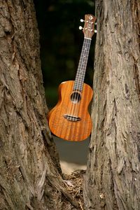 Close-up of guitar on tree trunk