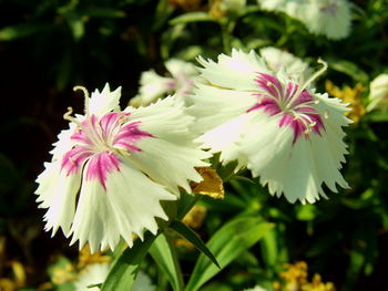 Close-up of pink flowers