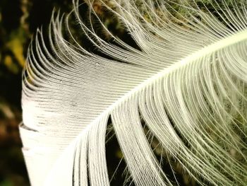 Close-up of spiral