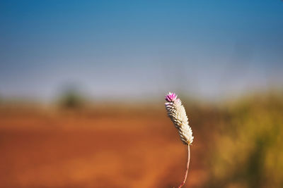 Close-up of white flower on field