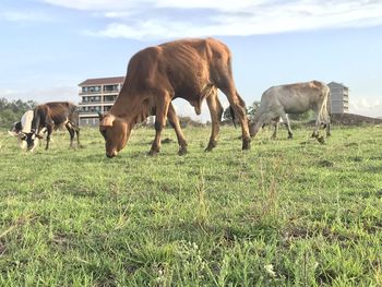 Domestic animals feeding on grass.this breed can survive in both dry and cold weather.