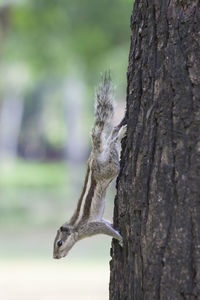 Close-up of squirrel on tree trunk