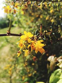 Close-up of yellow flowers on tree