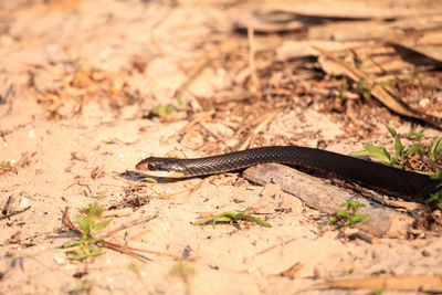 Close-up of lizard on land