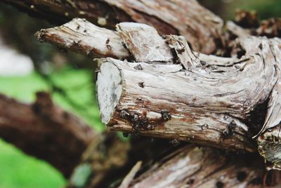 Close-up of tree trunk in forest