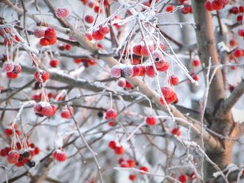 Close-up of bare branches against white background