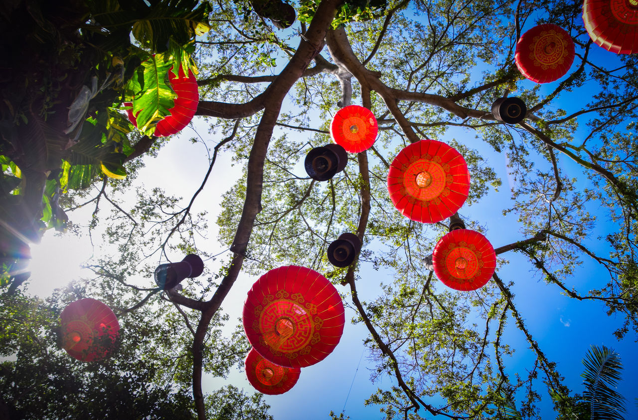 tree, low angle view, branch, hanging, sky, growth, no people, outdoors, nature, day, illuminated, beauty in nature, close-up