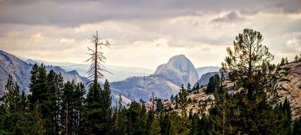 Panoramic view of pine trees and mountains against sky