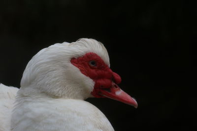 Close-up of duck