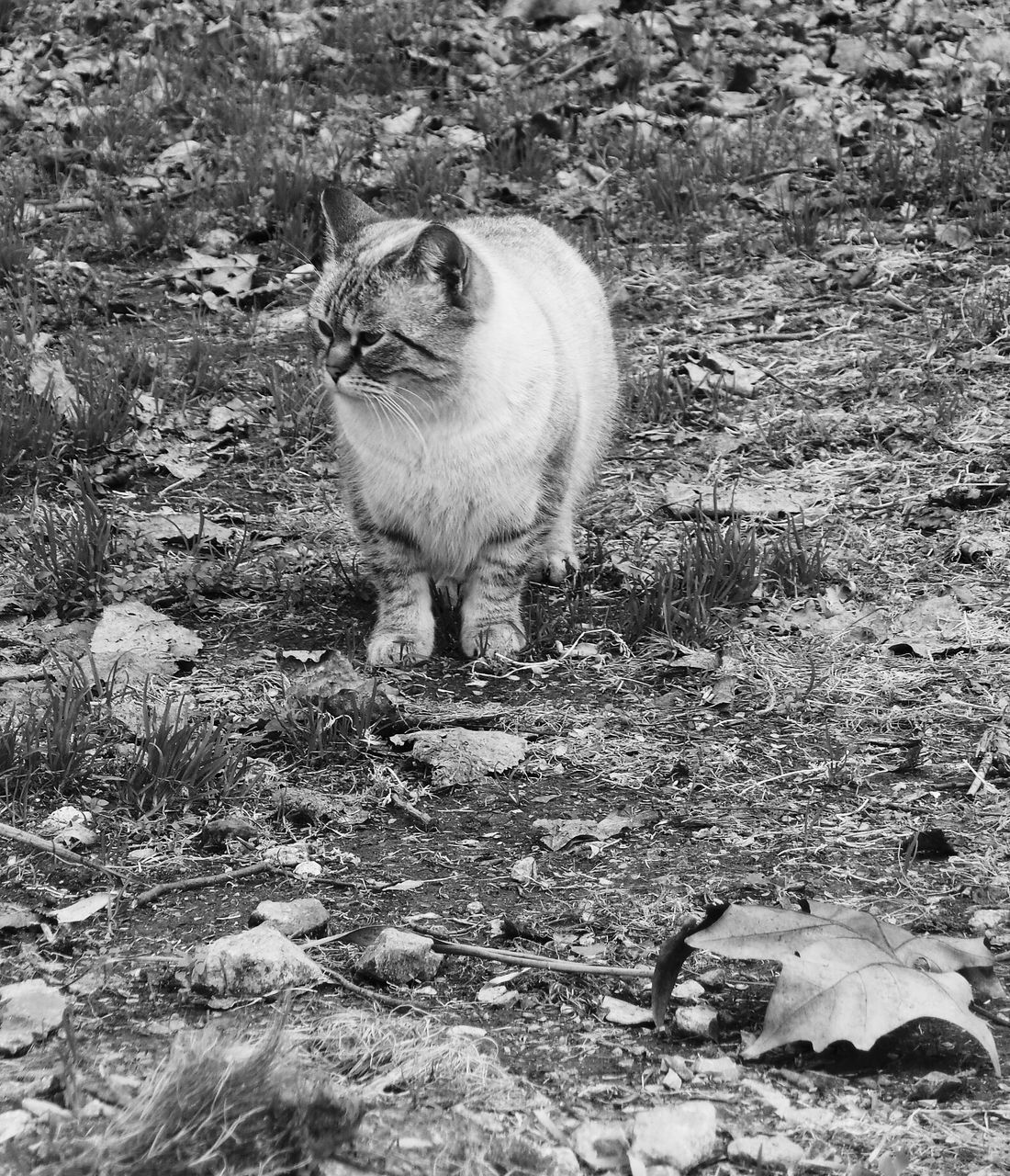 animal themes, one animal, mammal, domestic animals, full length, standing, field, pets, side view, wildlife, nature, outdoors, day, no people, high angle view, animals in the wild, sunlight, walking, zoology, rock - object