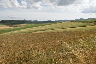 Scenic view of agricultural field against sky