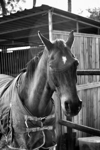 Horse standing in stable