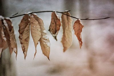 Close-up of dry leaves