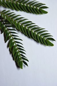 High angle view of fern leaves on table