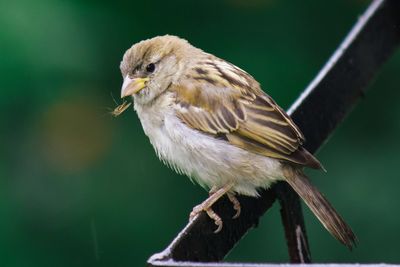 Mosquito and sparrow