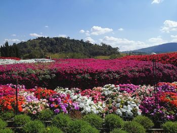 Scenic view of pink flowering plants against sky