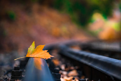 Surface level of maple leaf on railroad tracks in forest during autumn