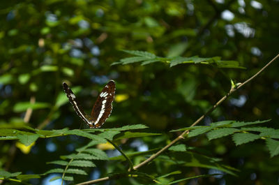 Close-up of butterfly on leaves