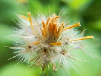 Close-up of dandelion