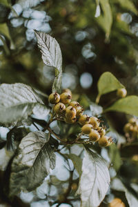 Close-up of fruit growing on tree