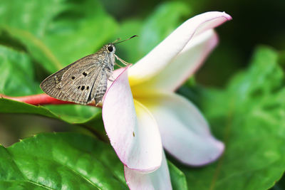Close-up of butterfly pollinating on flower