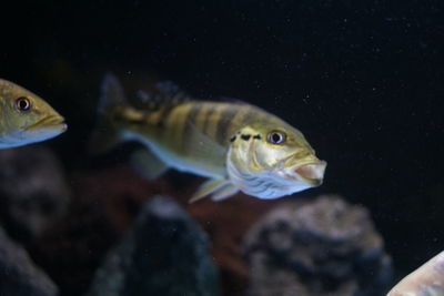 Close-up of fish swimming in sea