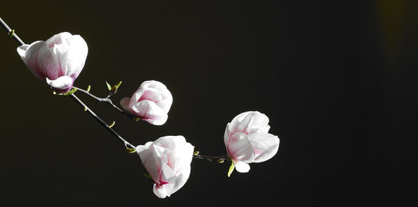 Close-up of fresh pink flowers against black background