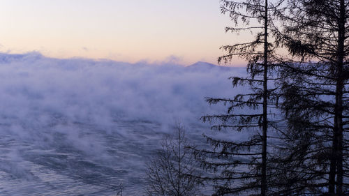 Bare trees in forest against sky during winter