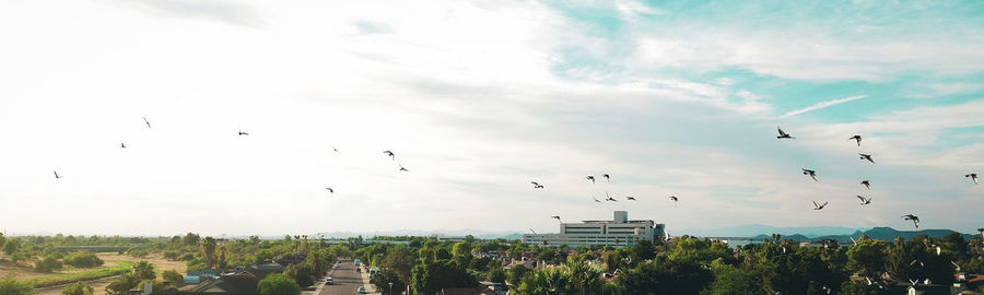 Flock of birds flying in sky