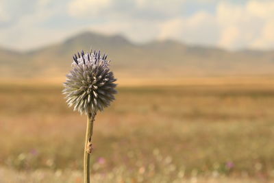 Close-up of flower on landscape