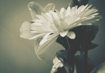 Close-up of white flowers