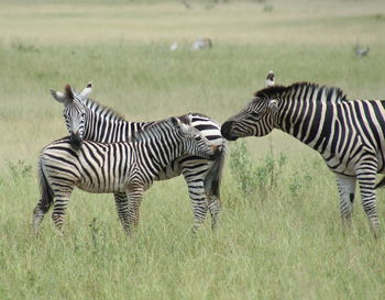 Zebras standing on field