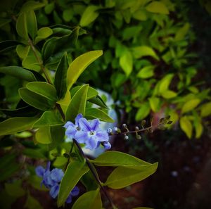 Close-up of purple flowers