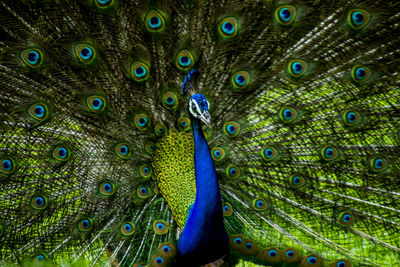 Dancing peacock during monsoons