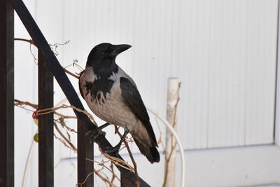 Low angle view of bird perching