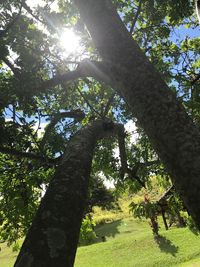 Low angle view of tree against sky