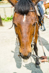 Close-up of a horse