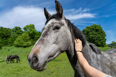 Horse standing on field against sky