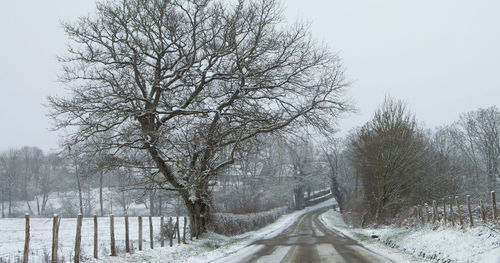 Bare trees on snow covered road against sky