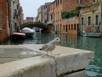 Seagulls perching on a canal