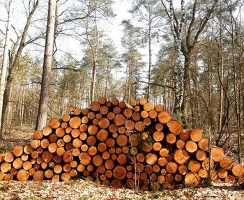 Stack of logs in forest