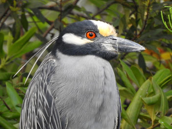 Yellos crowned night heron awaiting dusk to start its hunt.