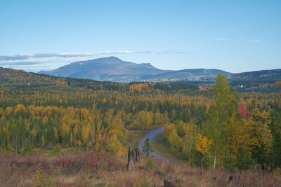 Scenic view of forest against sky