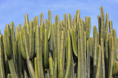 Close-up of cactus against sky