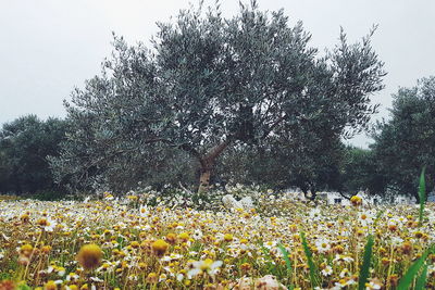 Yellow flowers growing on field against clear sky