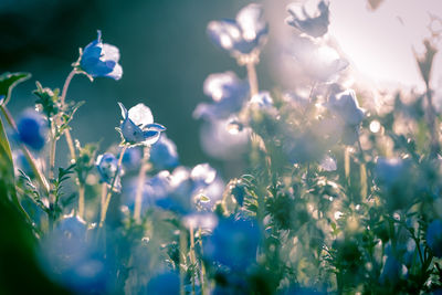 Close-up of purple flowering plants